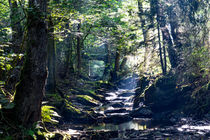Mystischer Bachlauf im Wald von Ronald Nickel