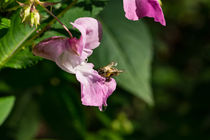Eine kleine Biene besucht eine große Blüte von Ronald Nickel