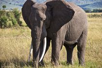 Old Male Elephant by Francis Kiarie