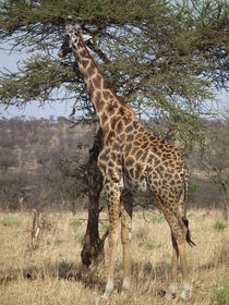 Giraffe von Francis Kiarie