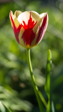 Tulpen - Krönchen von Stephan Gehrlein