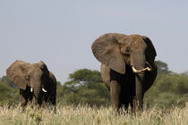 A Couple of Elephants by Francis Kiarie