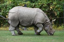 African Rhino von Francis Kiarie