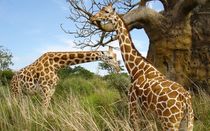 Giraffes von Francis Kiarie