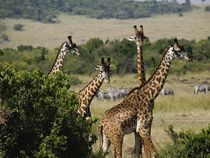 Giraffes von Francis Kiarie