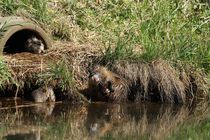 Waschtag bei Familie Nutria by Anja  Bagunk