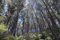 Magic forest  von Airton Pires Junior
