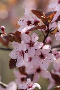 Frühlingszauber in rosa von Anja  Bagunk