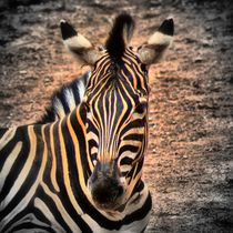 Zebra 1 von kattobello