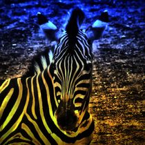 Fantasy Zebra by kattobello