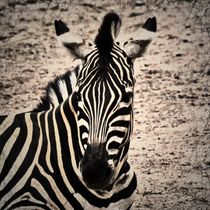 Retro Zebra 2 von kattobello
