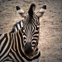 Zebra 2 von kattobello