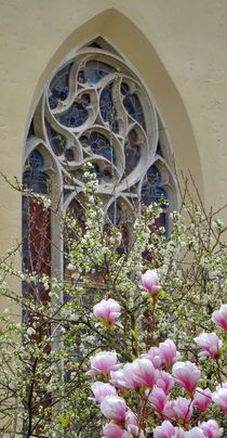 Magnolienblüte vor der Evangelischen Stadtkirche von kattobello