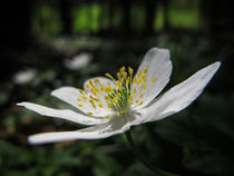 Blüte des Buschwindröschens by Christine Horn