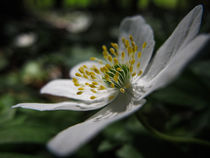 Blüte des Buschwindröschens II von Christine Horn