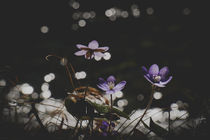 Liverleaf - Leberblümchen von elio-photoart