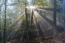 Sonnenlicht im nebligen Wald by Ronald Nickel