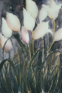 White Tulips - Weiße Tulpen von Chris Berger