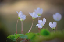 Clover Blossoms von elio-photoart
