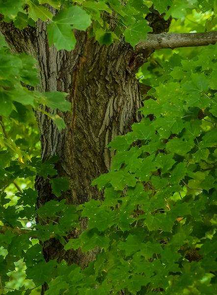 Hidden-tree-trunk