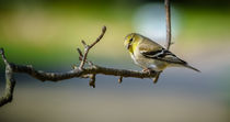 American Goldfinch 23 by Tim Seward