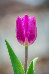 One Tulip by Tim Seward