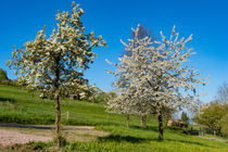 Blühende Obstbäume by Ronald Nickel