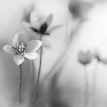 Windflower Dreaming by elio-photoart