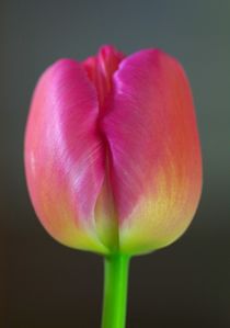 Tulpe rosa/gelb von atelier-kristen