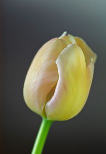 Tulpe gelb by atelier-kristen