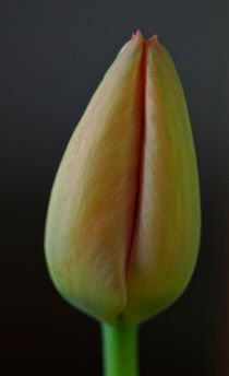 Tulpe geschlossen, gelb by atelier-kristen
