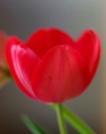 Tulpe rot von atelier-kristen