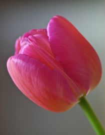Tulpe rosa/rot by atelier-kristen