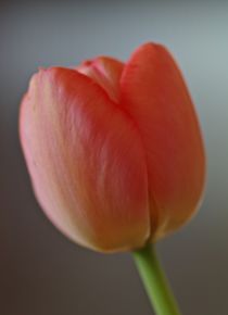 Tulpe orange/rot von atelier-kristen