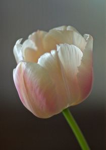 Tulpe weiss/rosa by atelier-kristen
