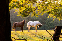 Pferde auf der Koppel by Ronald Nickel