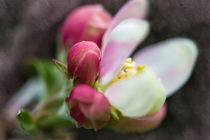 Apfelblüte von Nicc Koch