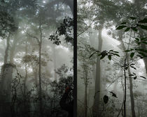 Im tropischen Nebelwald by Hartmut Binder