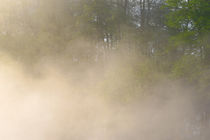 Nebel im Frühling von Bernhard Kaiser