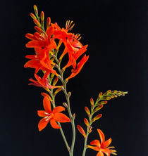Crocosmia Flowers by David Bishop