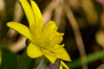 Die gelbe Blüte der Feigwurz  von Ronald Nickel