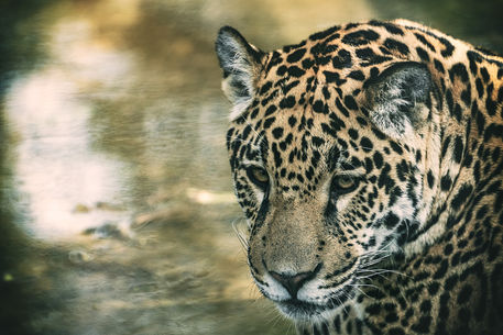 Jaguar-film