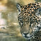 Jaguar-film