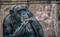 Rauchender Affe von Stefan Mosert