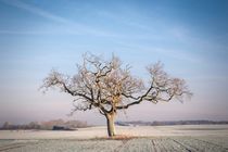 LONELY TREE by Jeremy Sage