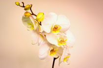 Moth Orchid by Jeremy Sage