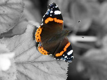 Red Admiral Butterfly by David Bishop
