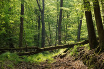 Verlorener Weg im Wald by Ronald Nickel