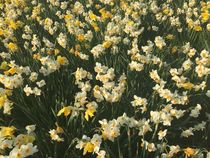 Daffodils von giart