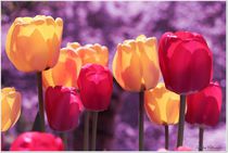 Dream Tulips by Sandra  Vollmann